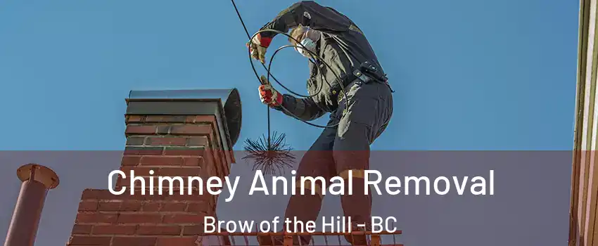 Chimney Animal Removal Brow of the Hill - BC
