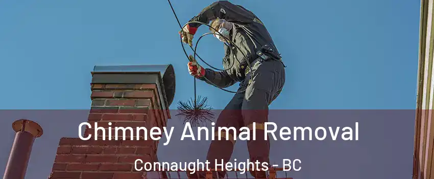Chimney Animal Removal Connaught Heights - BC