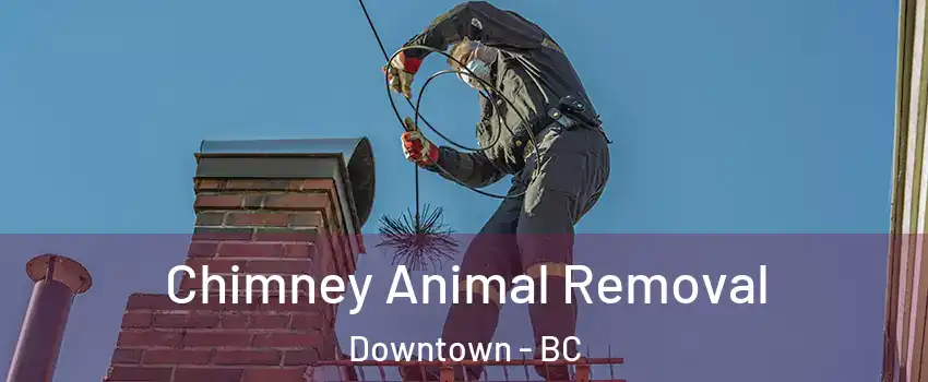Chimney Animal Removal Downtown - BC