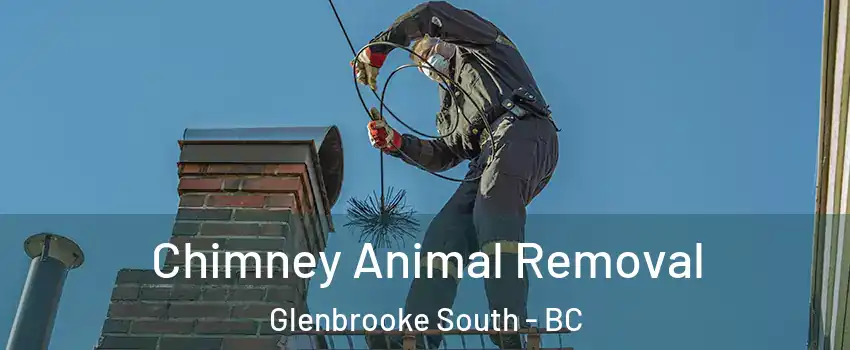 Chimney Animal Removal Glenbrooke South - BC
