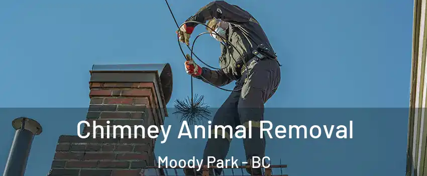 Chimney Animal Removal Moody Park - BC
