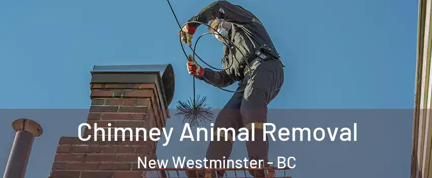 Chimney Animal Removal New Westminster - BC