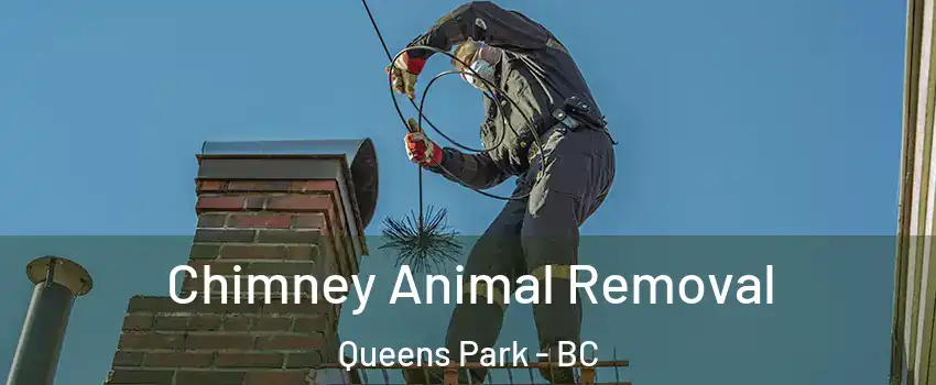 Chimney Animal Removal Queens Park - BC