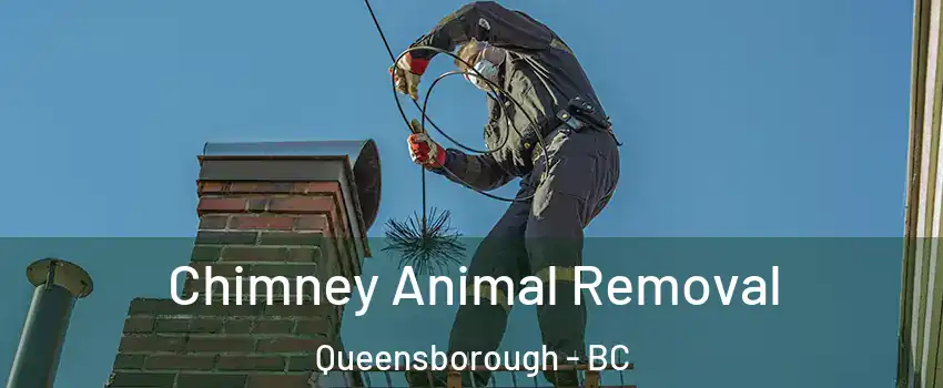 Chimney Animal Removal Queensborough - BC