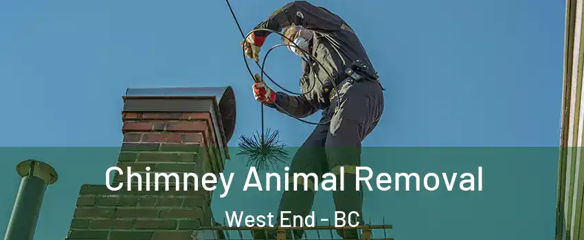 Chimney Animal Removal West End - BC